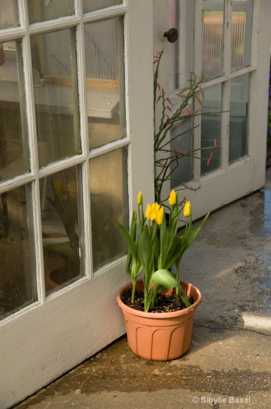 Yellow Tulips - ID: 11752274 © Sibylle Basel