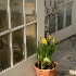© Sibylle Basel PhotoID # 11752274: Yellow Tulips