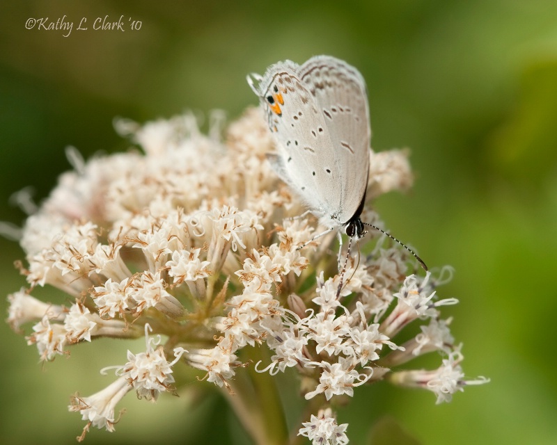 Grey Hairstreak Butterfly on Wild Milkweed