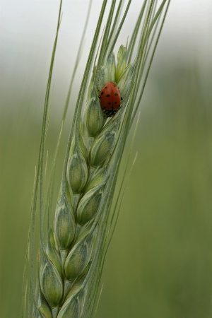 lady bug in the wheat field