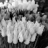 2Colorful Tulips-Pike Place Market - ID: 11763220 © Dana M. Scott
