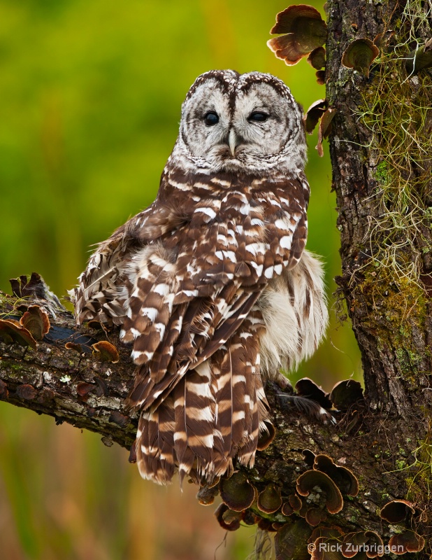 Barred Owl - ID: 11763261 © Rick Zurbriggen