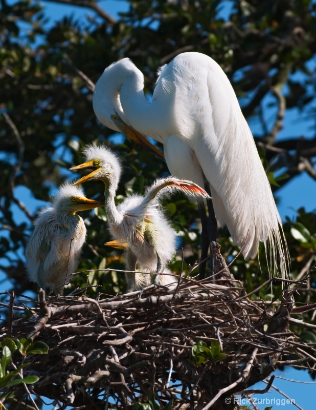 Great Egret and Babies - ID: 11763265 © Rick Zurbriggen