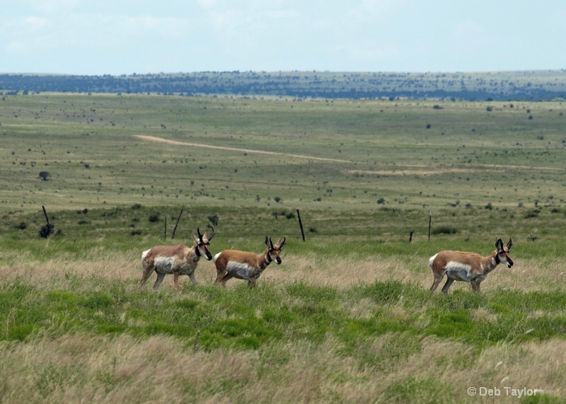 black mesa antelope 3