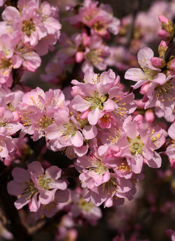 Flowering Almond 1