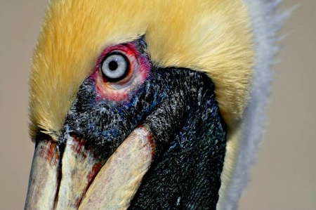 Pelican Eye