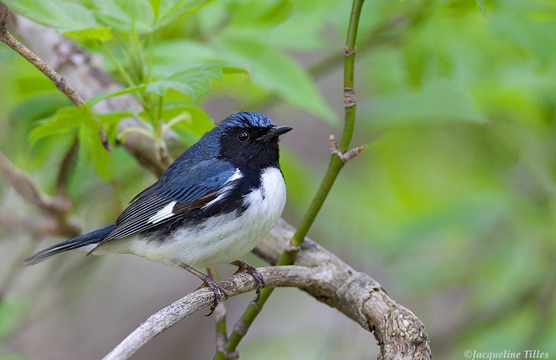 Black-throated Blue Warbler - ID: 11766265 © Jacqueline A. Tilles