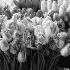 2Pink and White Tulips-Street Market - ID: 11766551 © Dana M. Scott
