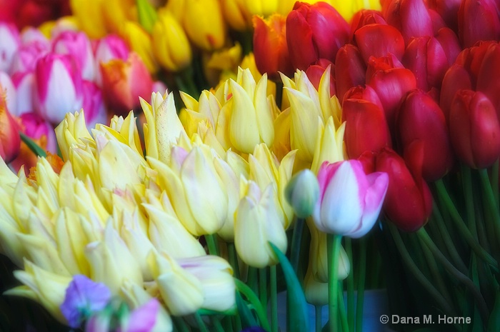 Tulips - ID: 11766555 © Dana M. Scott