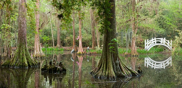 Magnolia Gardens Cypress Swamp Pan 5 - ID: 11767527 © Susan Milestone