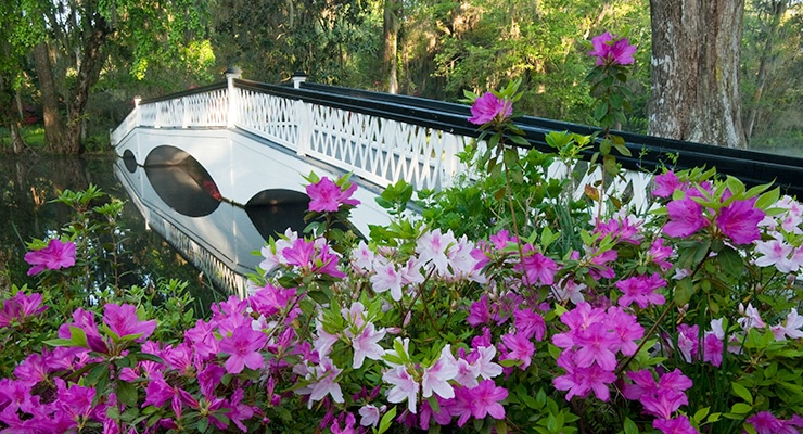 Magnolia Gardens Bridge with Azalea 9388 - ID: 11767529 © Susan Milestone