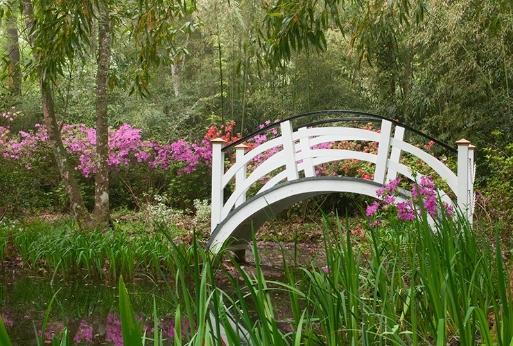 Magnolia Gardens Cypress Swamp Bridge 6764 - ID: 11767580 © Susan Milestone