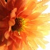 2light up my flower - ID: 11768850 © Debbie Hartley