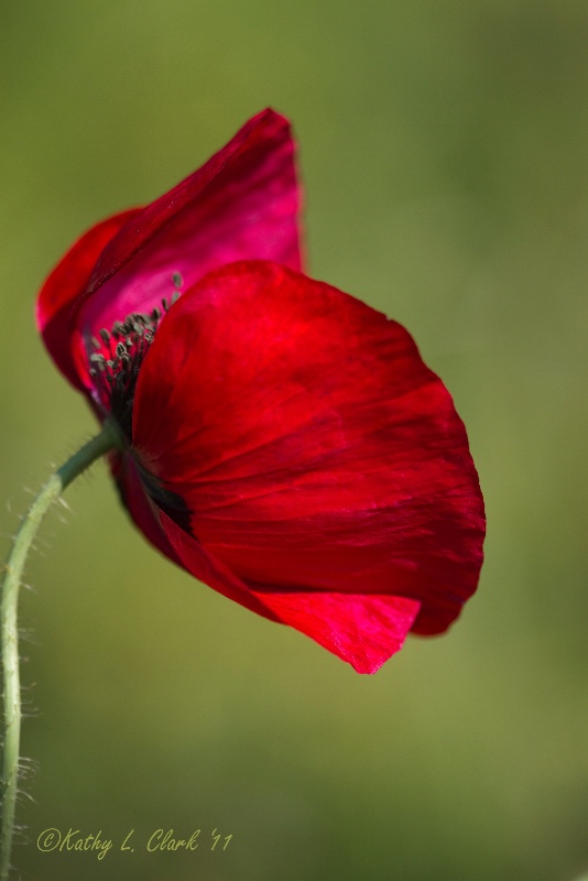 Oriental Red Poppy Wildflower