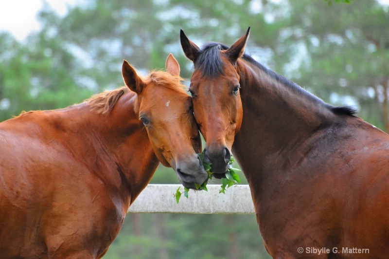 horse friendship - ID: 11770094 © Sibylle G. Mattern