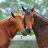 © Sibylle G. Mattern PhotoID # 11770094: horse friendship