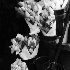 2Spring Bouquets-Pike Place Market - ID: 11772981 © Dana M. Scott