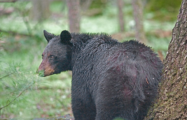 Black Bear 2, GSMNP - ID: 11773118 © Donald R. Curry
