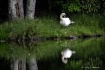 Swan in Lake 2