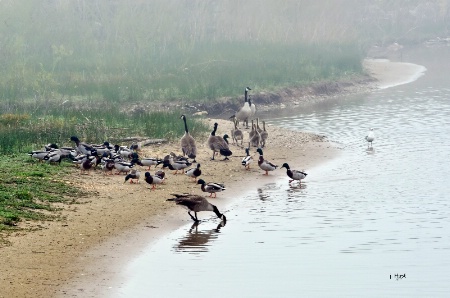 Ducks and Geese on Beach