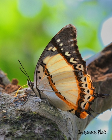 Butterfly under feeding