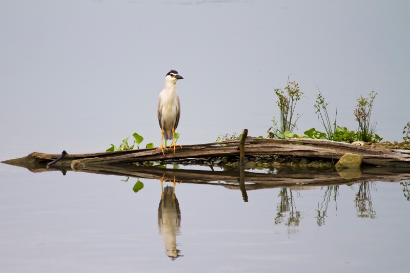 Black-crowned Night Heron