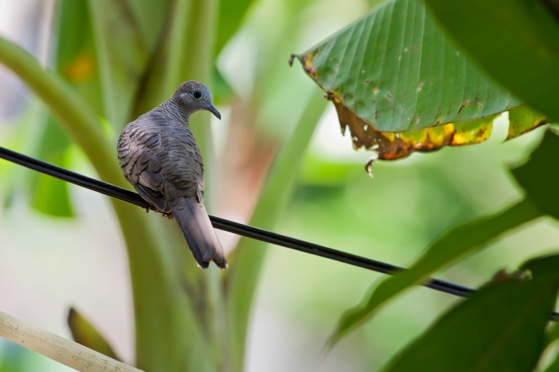 Zebra Dove