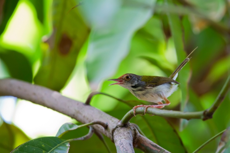 Common Tailorbird