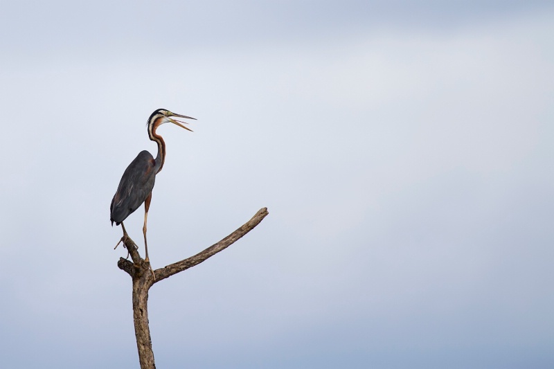 Purple Heron