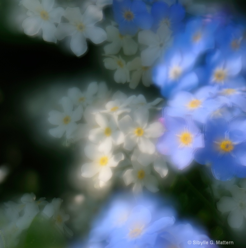 Dreaming forget-me-nots - ID: 11777293 © Sibylle G. Mattern