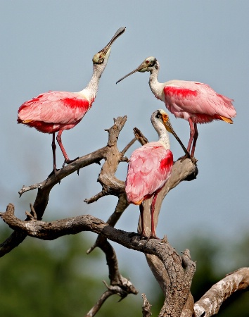 Spoonbill Trio