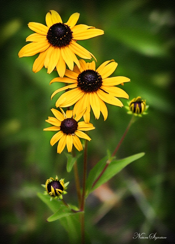 ~ Mountain Sunflower ~ - ID: 11777944 © Trudy L. Smuin