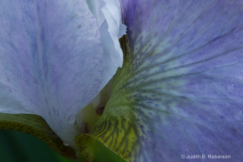 spring iris	