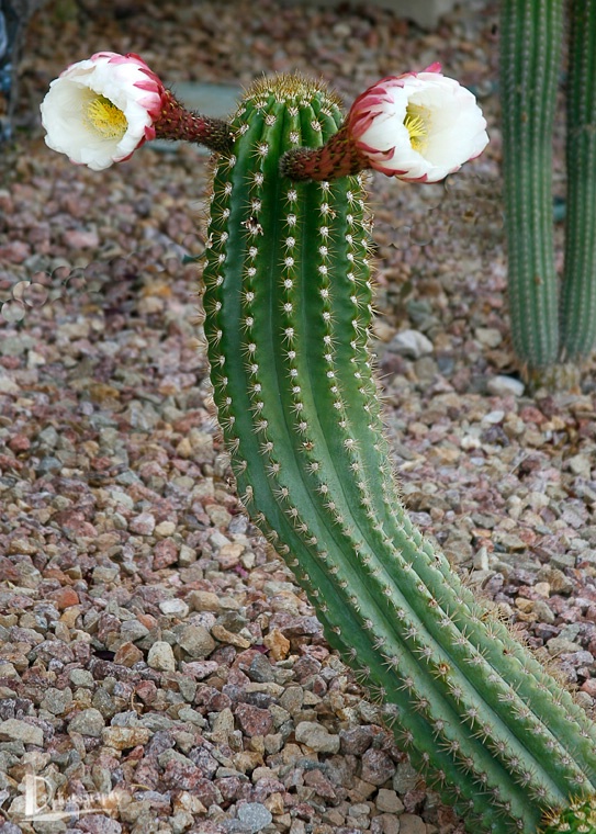 img9