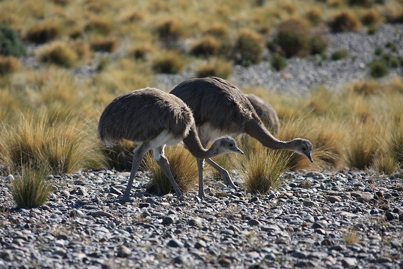 Young choiques (Darwin’s rhea)