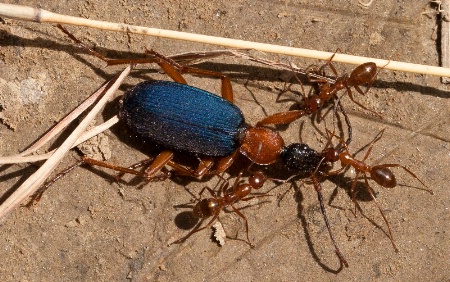 death of a bombardier beetle