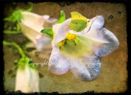 ~Butterfly on Bellflower~