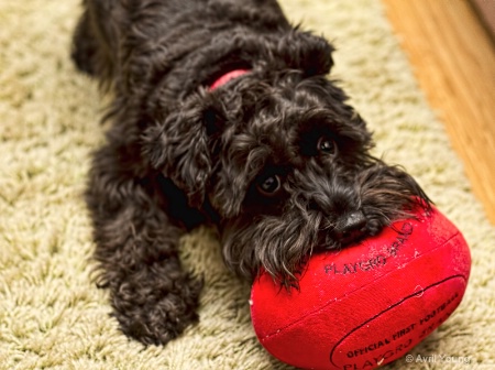 Coco's first football.