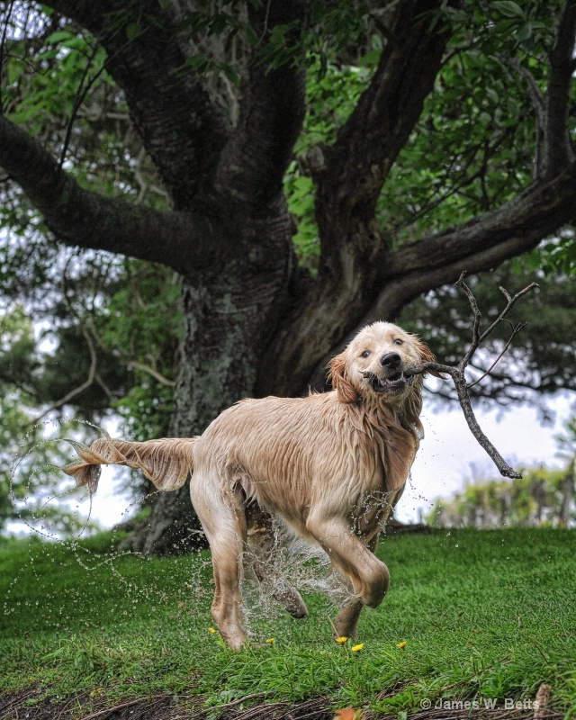 Marley at PLay