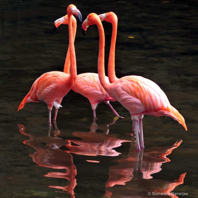caribbean flamingoes