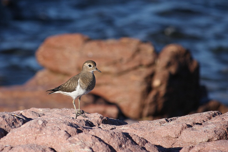 Chorlito (Rufous-chested dotterel)