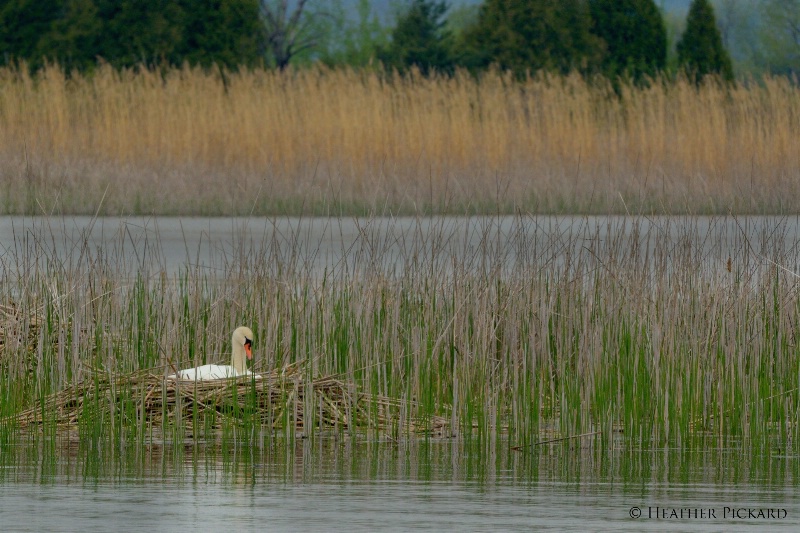 Wild Mute Swan on Nest