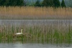 Wild Mute Swan on...