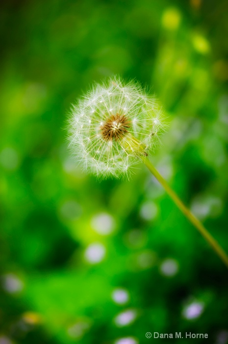 Make A Wish - ID: 11785568 © Dana M. Scott