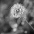 2Make A Wish - ID: 11785568 © Dana M. Scott