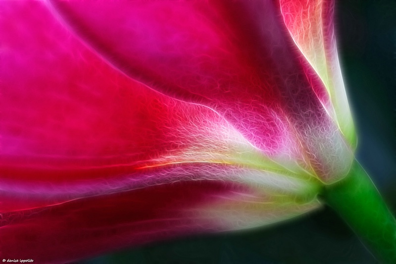 Lily from Longwood Gardens