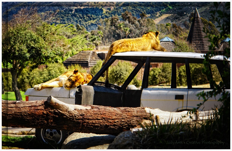 Sharin' the Ride - ID: 11786582 © JudyAnn Rector