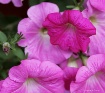 Petunia Pink
