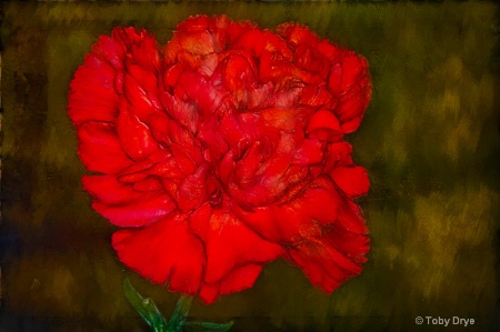 Carnation - Watercolor - Chalk