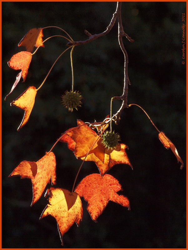 * Autumn's Splendour #4 *<p>